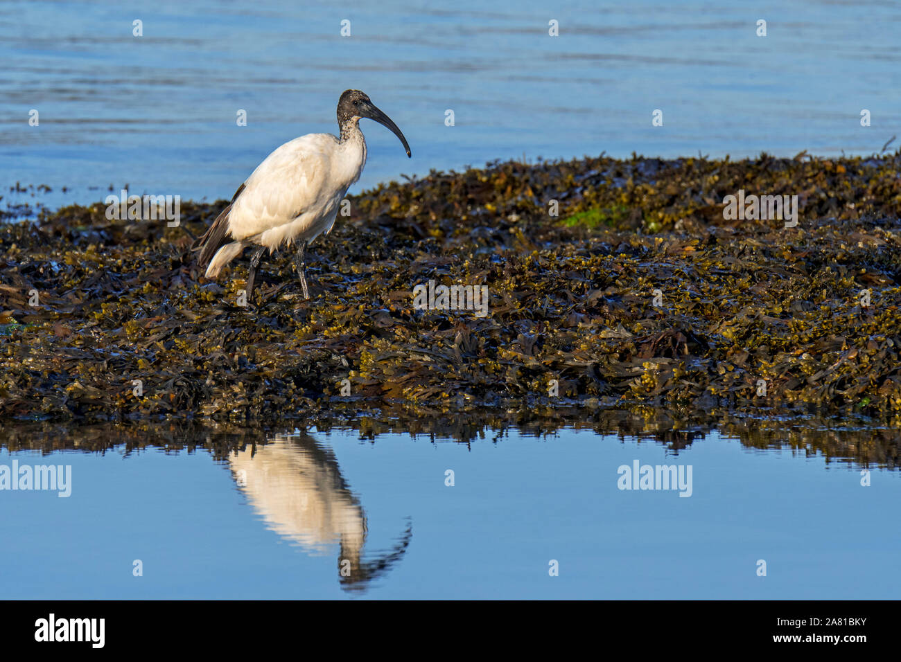 Africa ibis sacri (Threskiornis aethiopicus) specie introdotte rovistando su alga coperto spiaggia lungo la costa atlantica in Bretagna, Francia Foto Stock