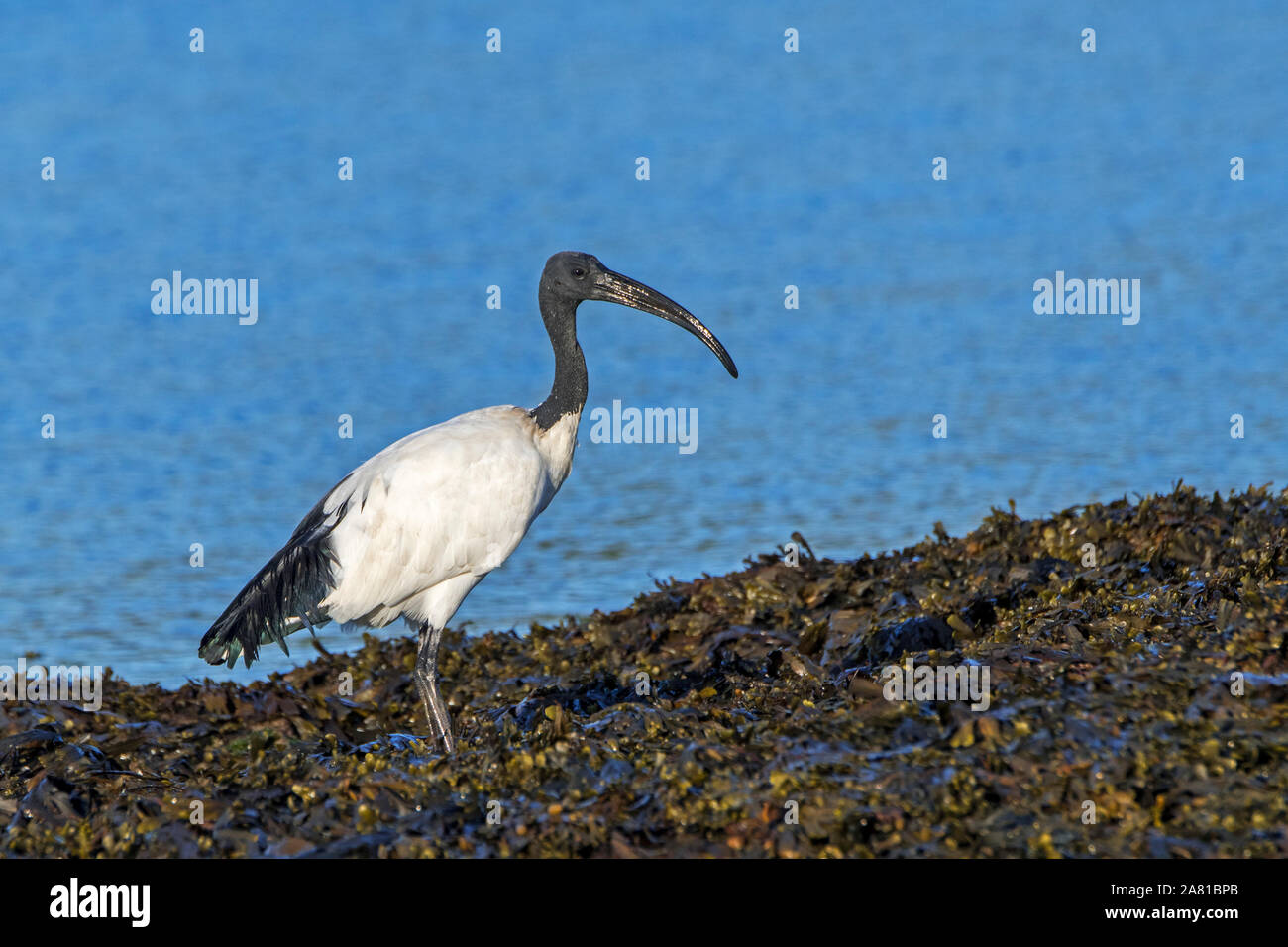 Africa ibis sacri (Threskiornis aethiopicus) specie introdotte rovistando su alga coperto spiaggia lungo la costa atlantica in Bretagna, Francia Foto Stock