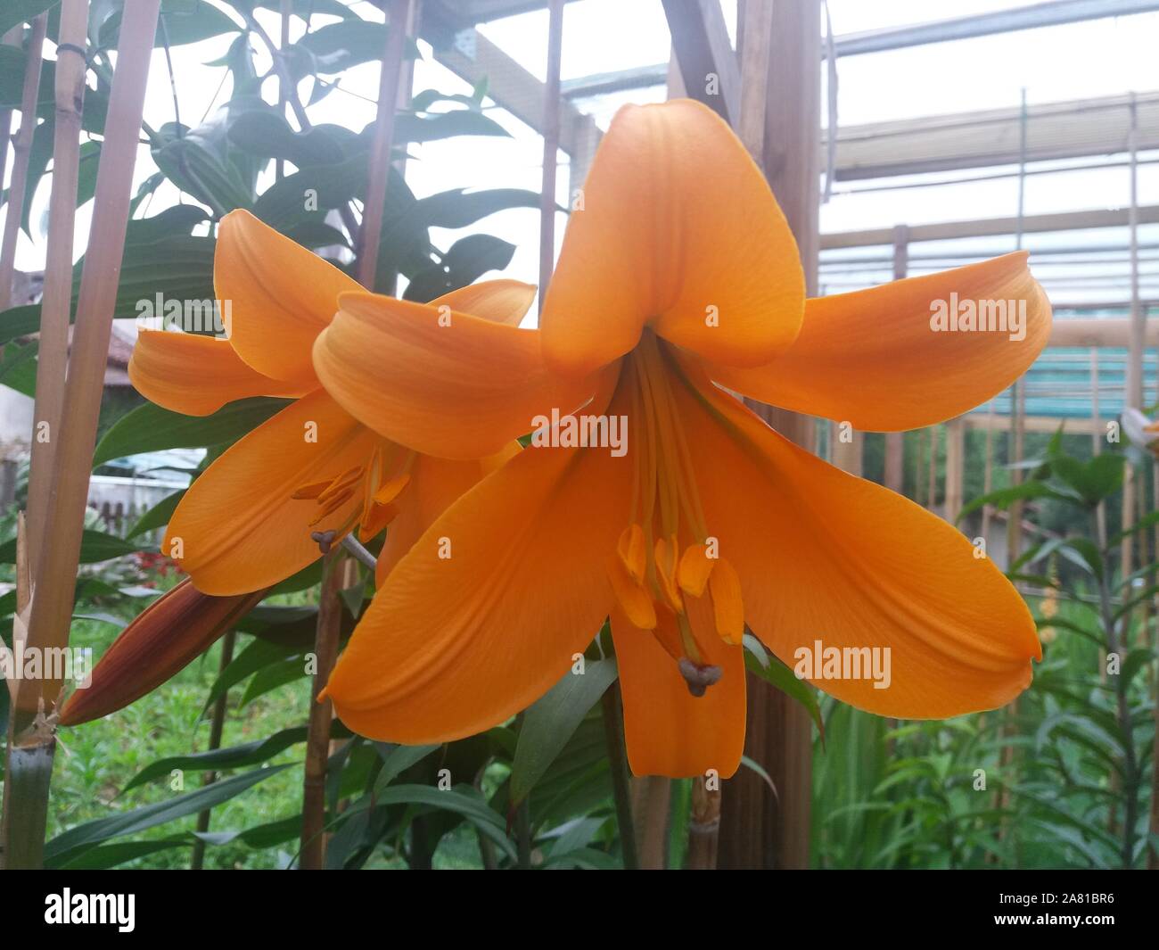 Lilium african queen lily immagini e fotografie stock ad alta ...