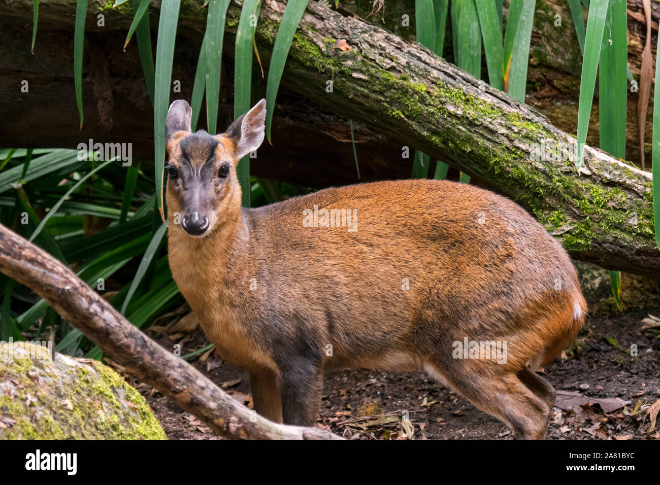 Reeves è muntjac / Chinese muntjac (Muntiacus reevesi) originaria della Cina e di Taiwan e specie introdotte in Belgio, nei Paesi Bassi e nel Regno Unito Foto Stock