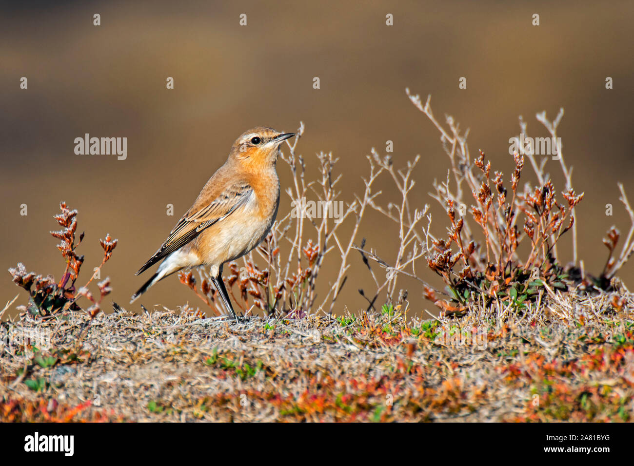 Culbianco (Oenanthe oenanthe) capretti in tarda estate si spostano in primo piumaggio invernale Foto Stock