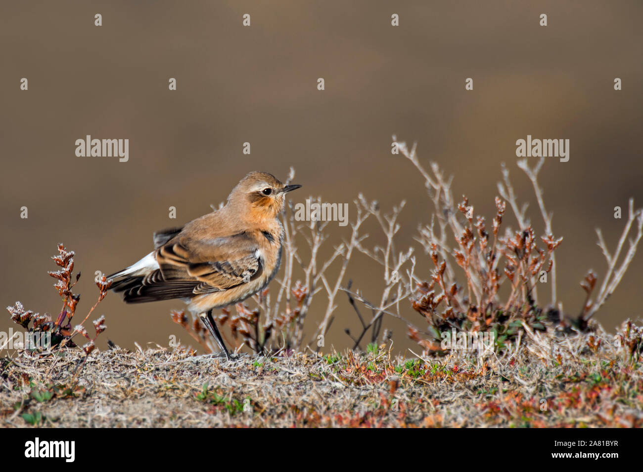 Culbianco (Oenanthe oenanthe) capretti in tarda estate si spostano in primo piumaggio invernale Foto Stock