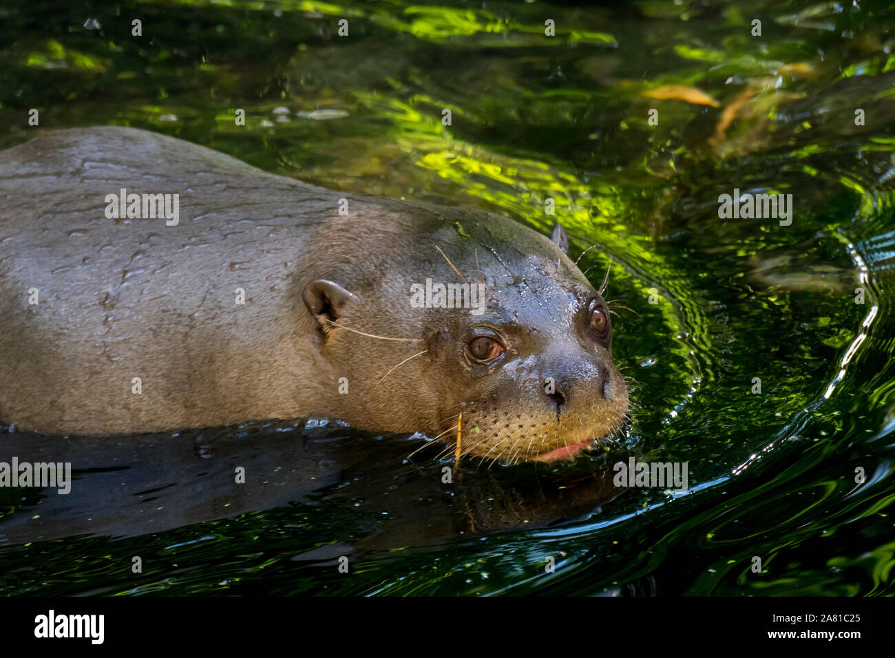 Lontra gigante / giant Lontra di fiume (Pteronura brasiliensis) nuotare nel fiume, originario del Sud America Foto Stock