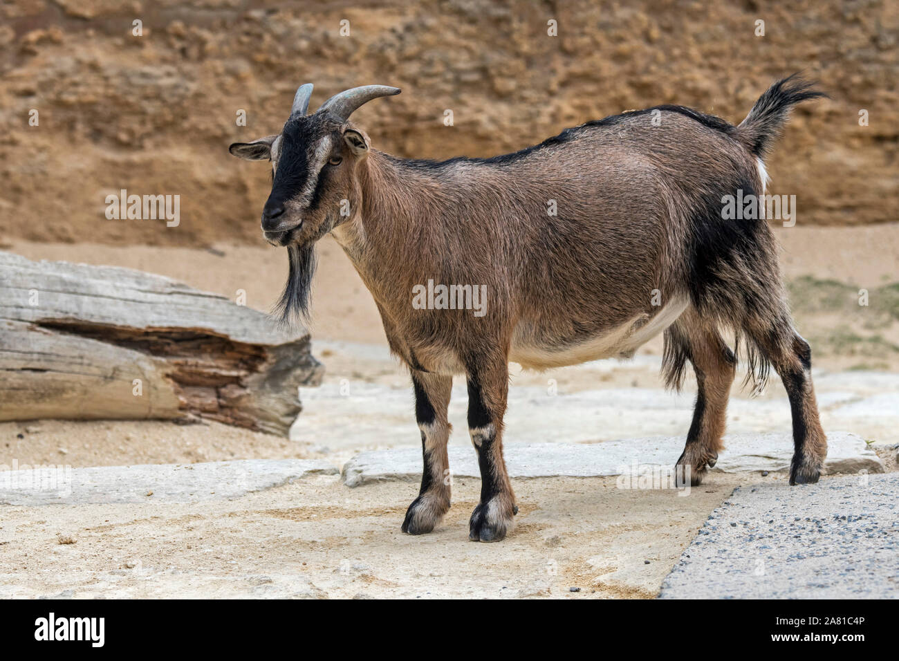 Camerun pecore / Camerun pecora nana (Ovis aries) ram, addomesticati razza di ovini provenienti da Africa occidentale Foto Stock