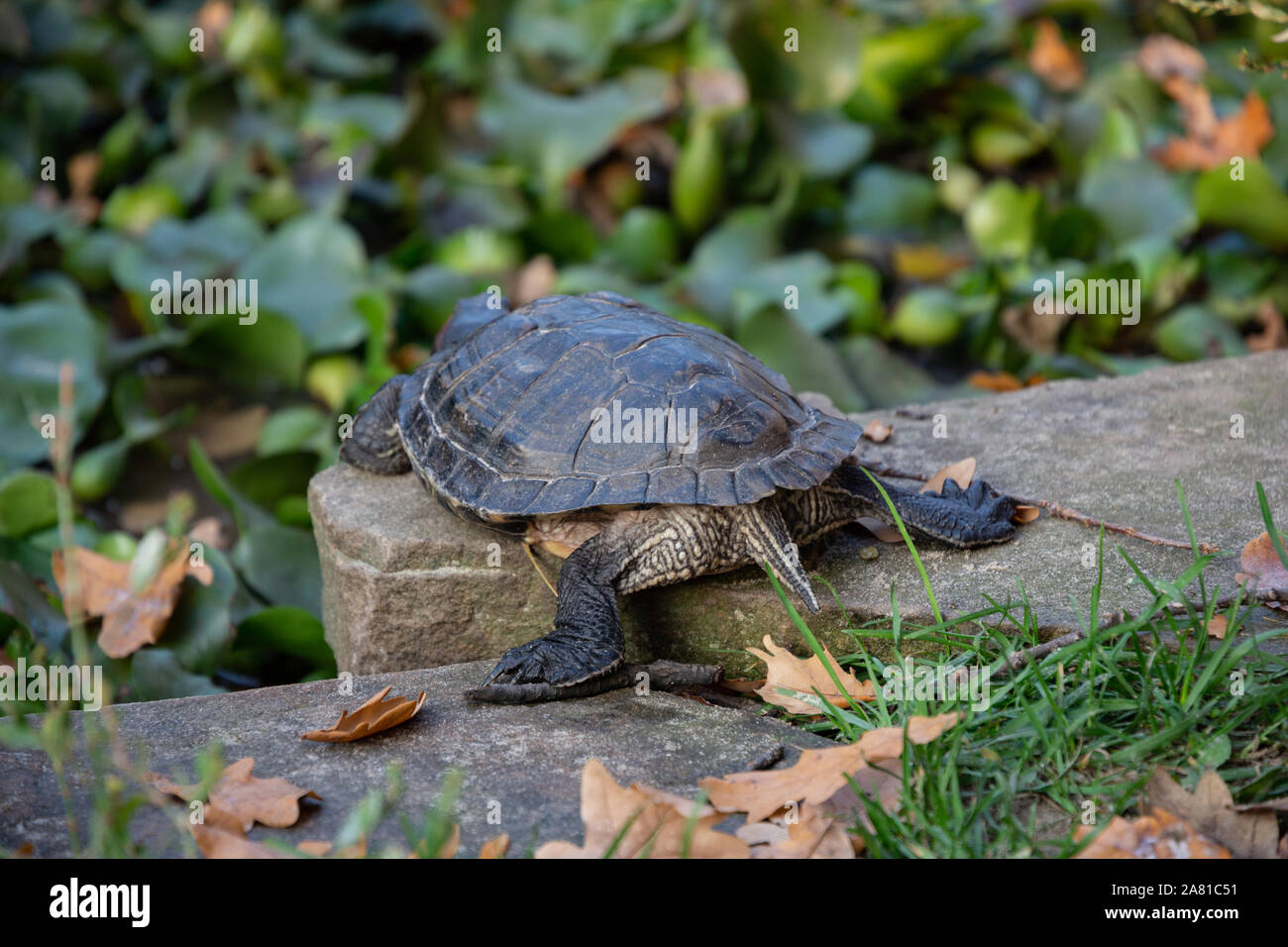 La tartaruga è andando via lentamente (visto dalla parte posteriore ) Foto Stock