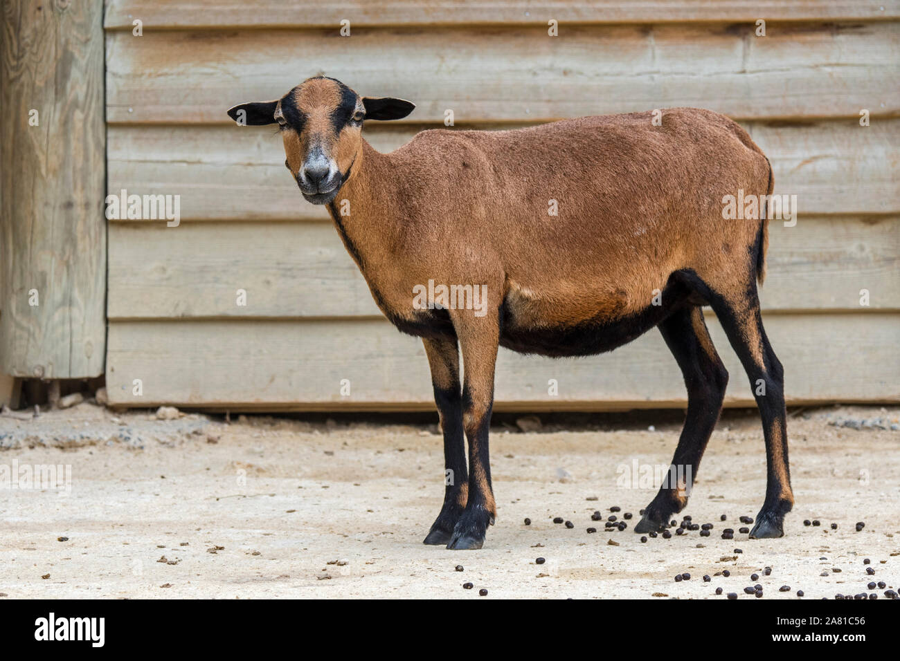 Camerun pecore / Camerun pecora nana (Ovis aries) pecora, addomesticati razza di ovini provenienti da Africa occidentale Foto Stock