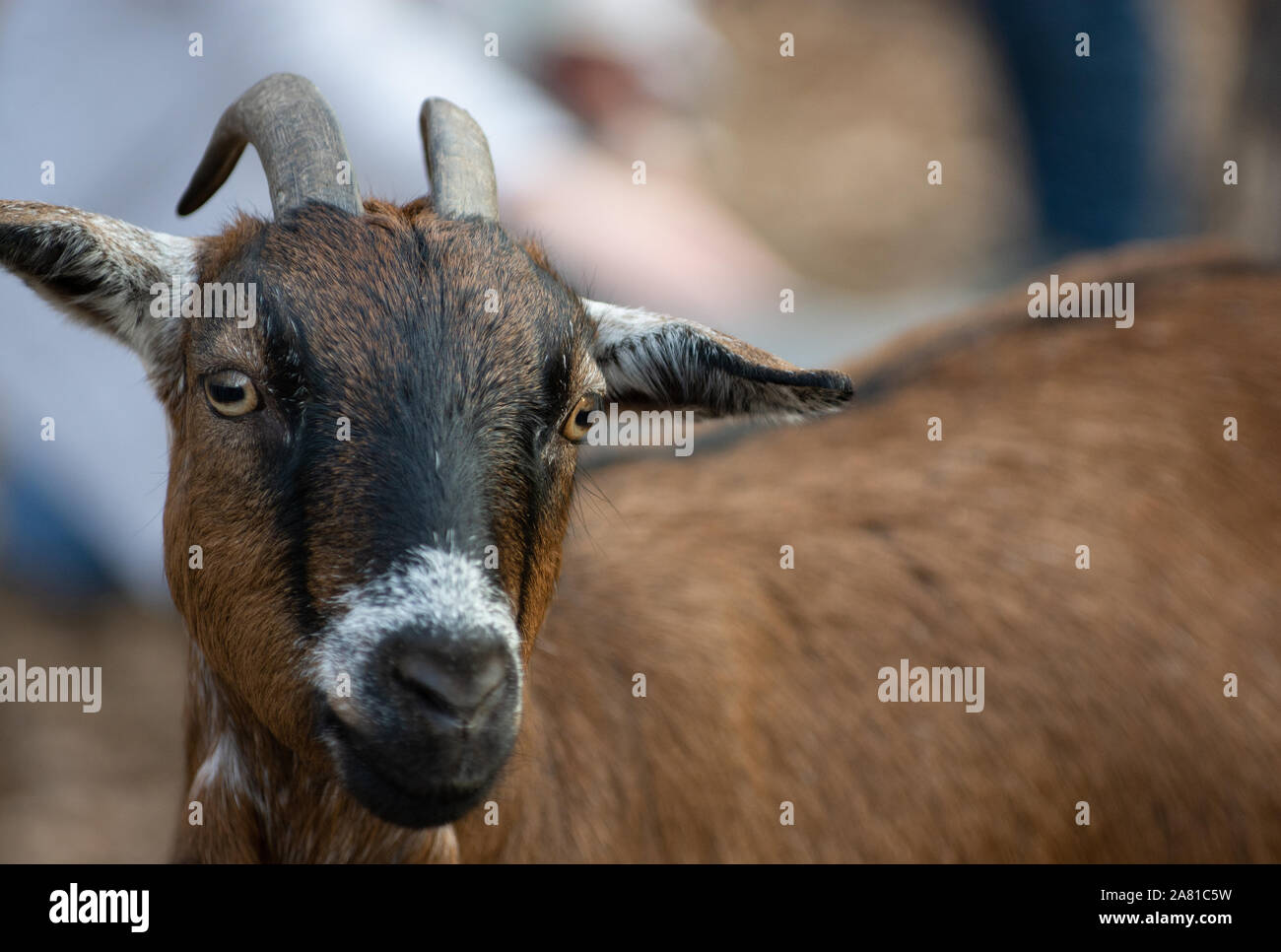 Ritratto di una capra marrone con lunghe corna Foto Stock