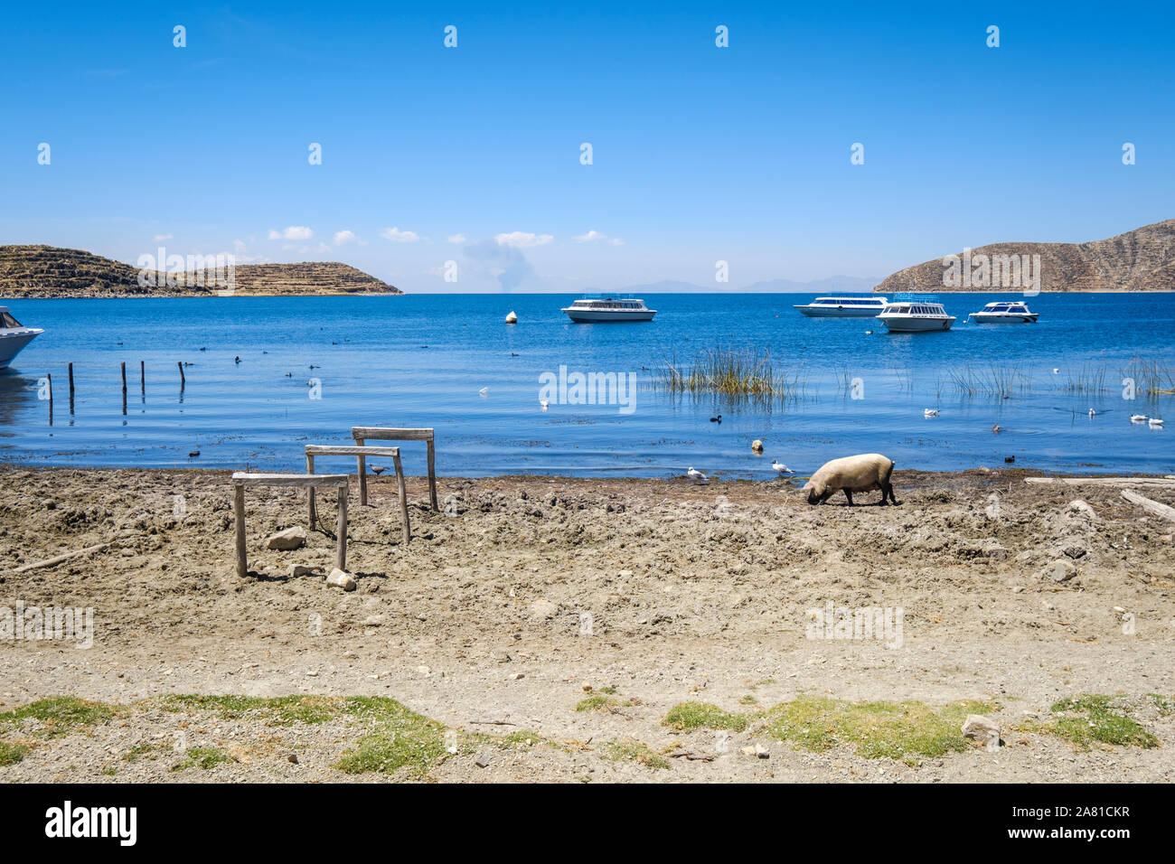 Suini sulla sponda del porto nella Comunità Challa lato dell'isola del sole nel Lago Titicaca, Bolivia Foto Stock