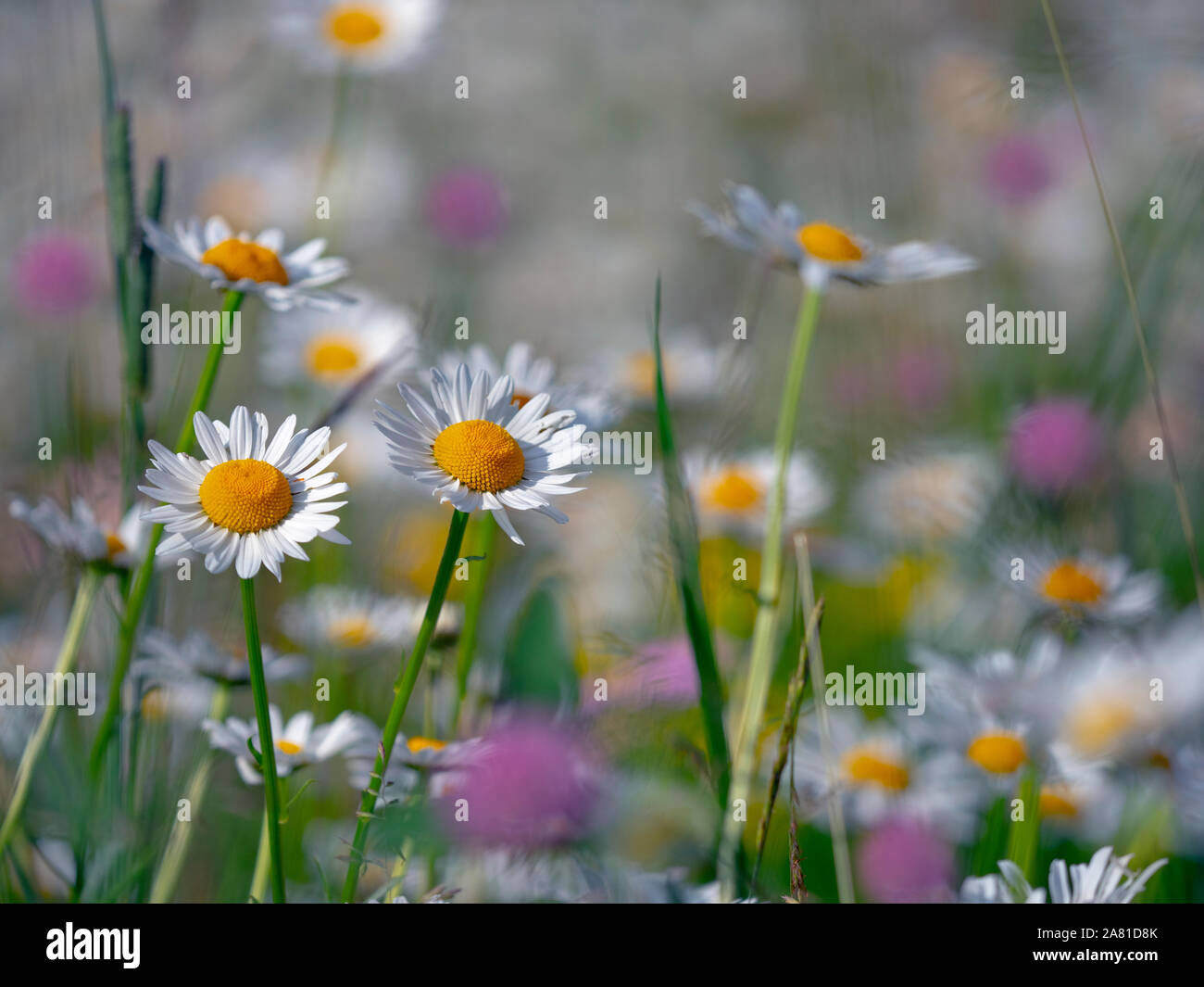 Bue-eye Daisies Leucantheum vulgare su campo punta estate Norfolk Foto Stock