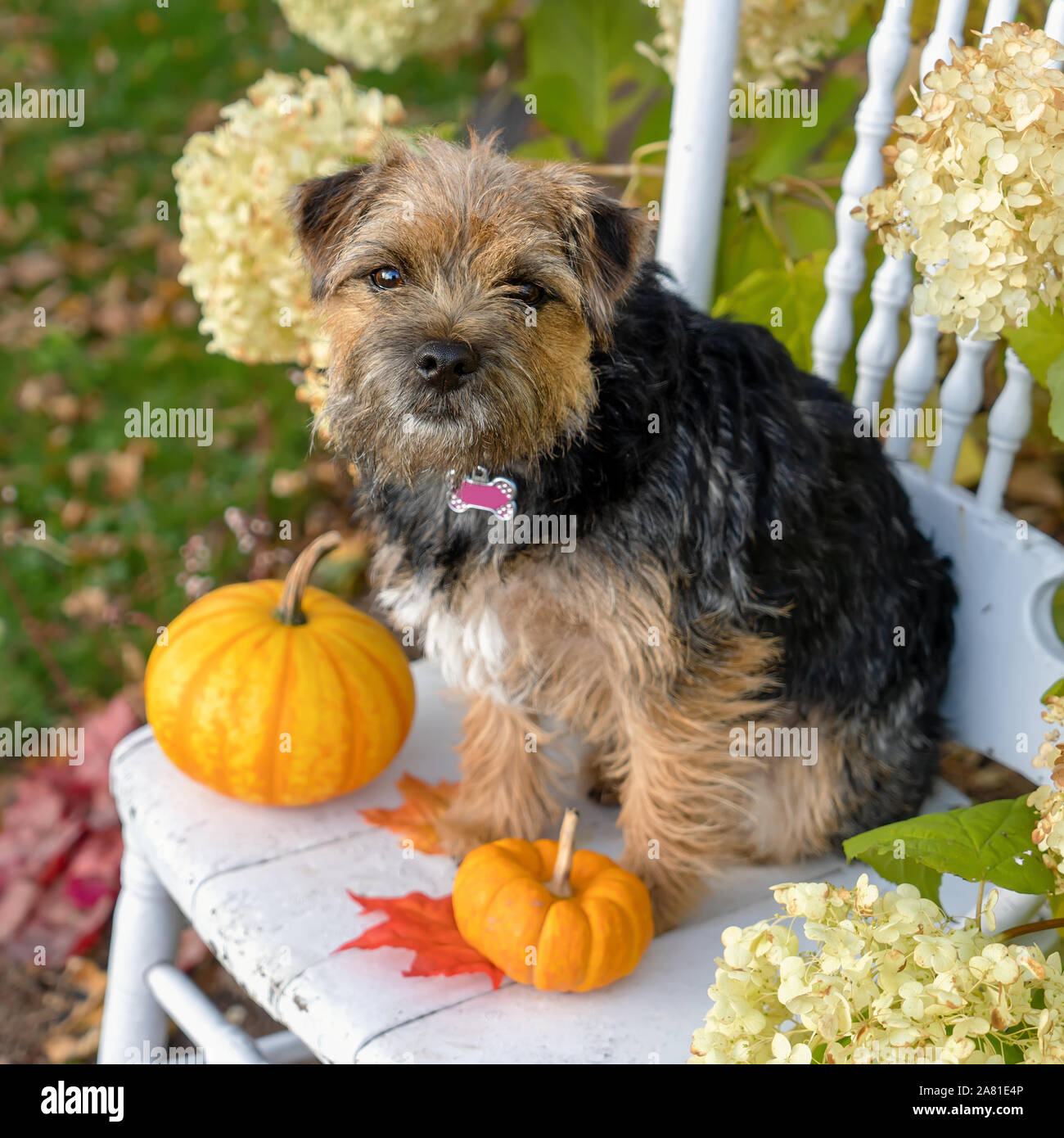 Ritratto di caduta di un border terrier cucciolo. Foto Stock