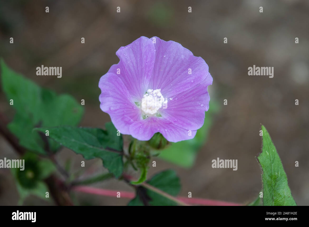 Spronato Anoda fiore in fiore Foto Stock