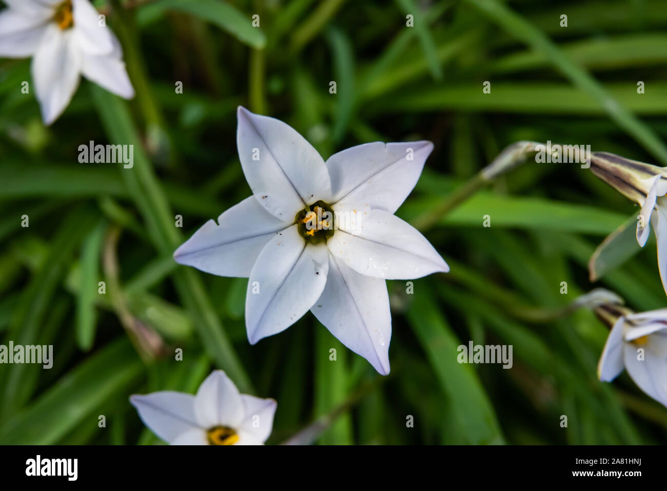 Starflower in fiore in inverno Foto Stock