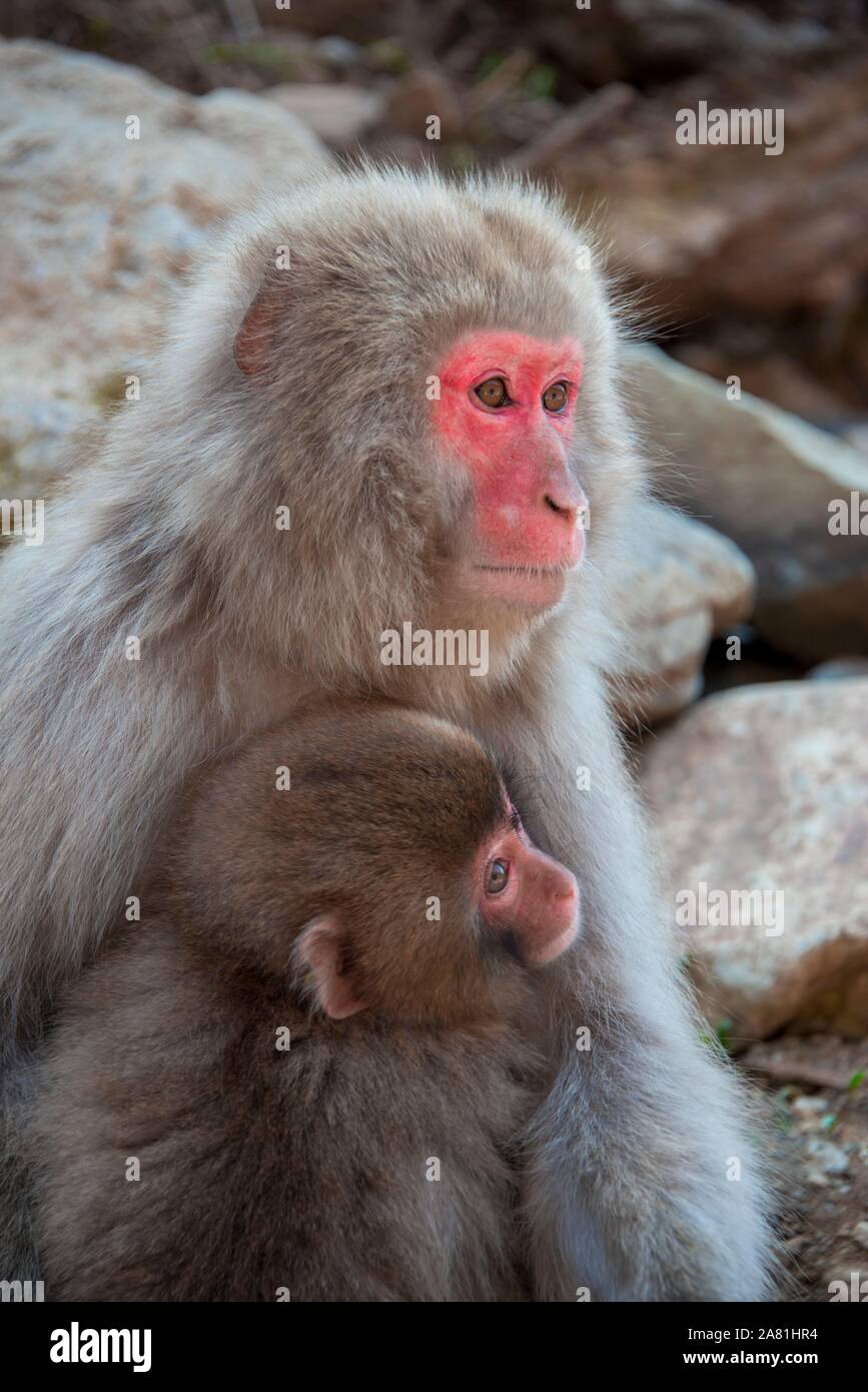 Macaque giapponese (Macaca fuscata), madre di coccole con il giovane animale, Yamanochi, Prefettura di Nagano, isola di Honshu, Giappone Foto Stock