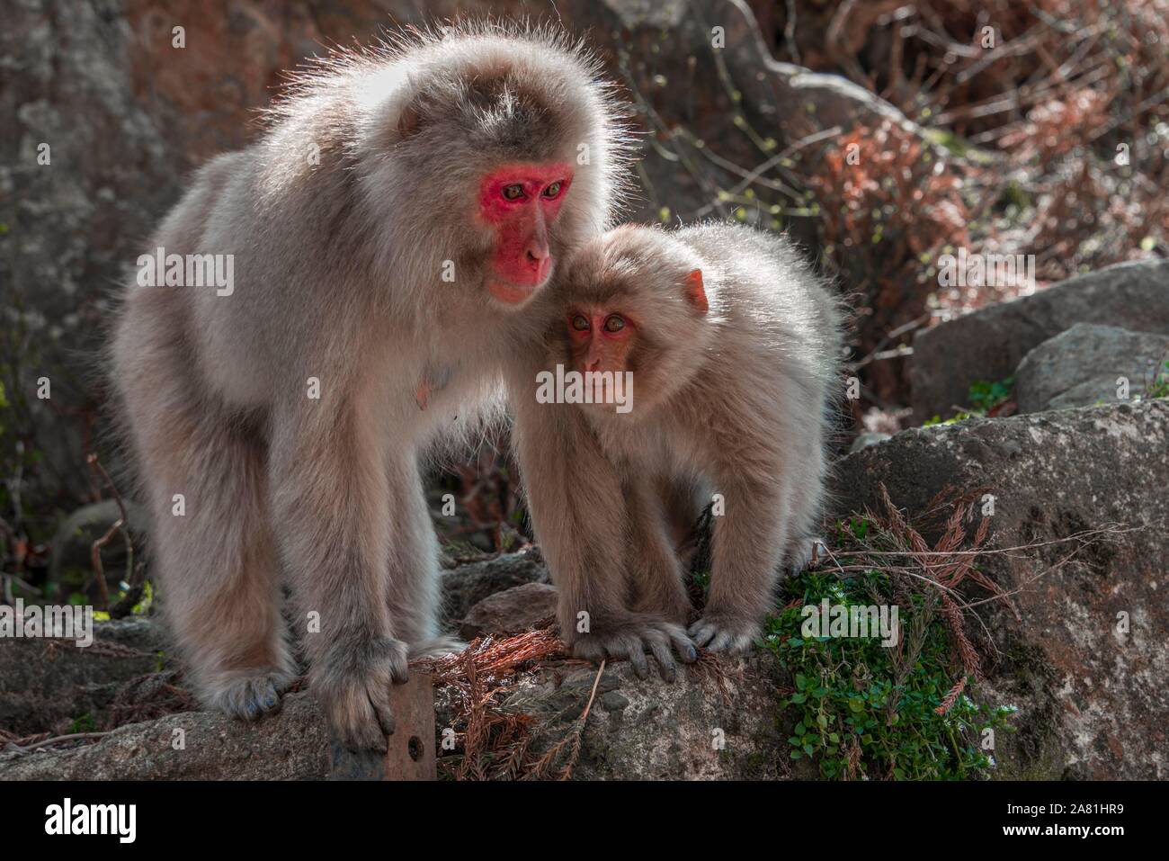 Macaque giapponese (Macaca fuscata), madre con il giovane animale su una roccia, Yamanochi, Prefettura di Nagano, isola di Honshu, Giappone Foto Stock