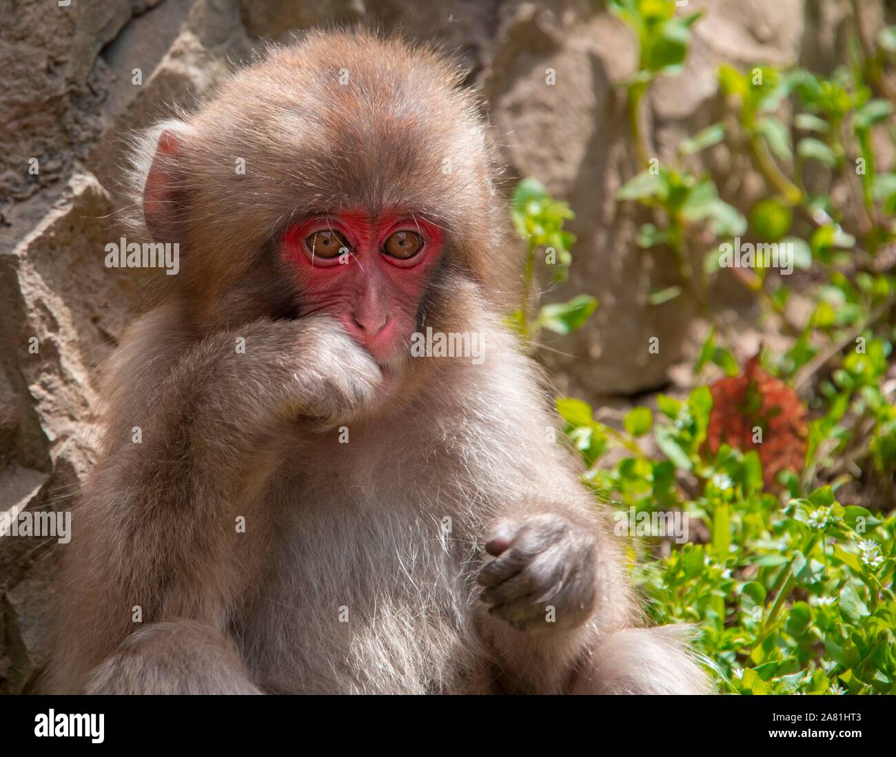 Macaque giapponese (Macaca fuscata), giovane animale, Yamanouchi, Prefettura di Nagano, isola di Honshu, Giappone Foto Stock