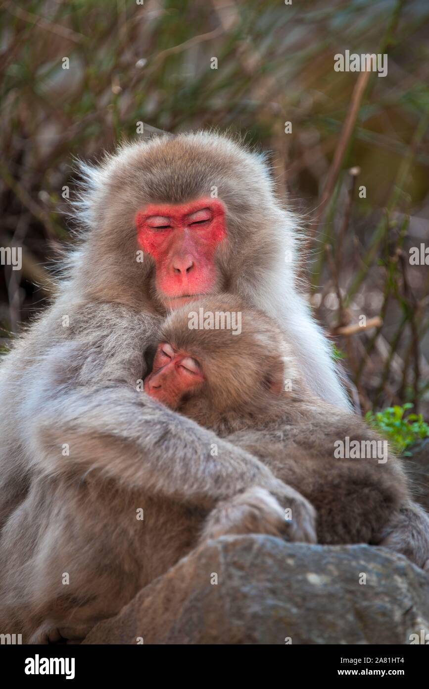 Macaque giapponese (Macaca fuscata), madre di coccole con il giovane animale, Yamanochi, Prefettura di Nagano, isola di Honshu, Giappone Foto Stock