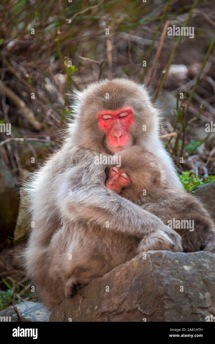Macaque giapponese (Macaca fuscata), madre di coccole con il giovane animale, si siede su una roccia, free living, Yamanochi, Prefettura di Nagano, isola di Honshu, Giappone Foto Stock