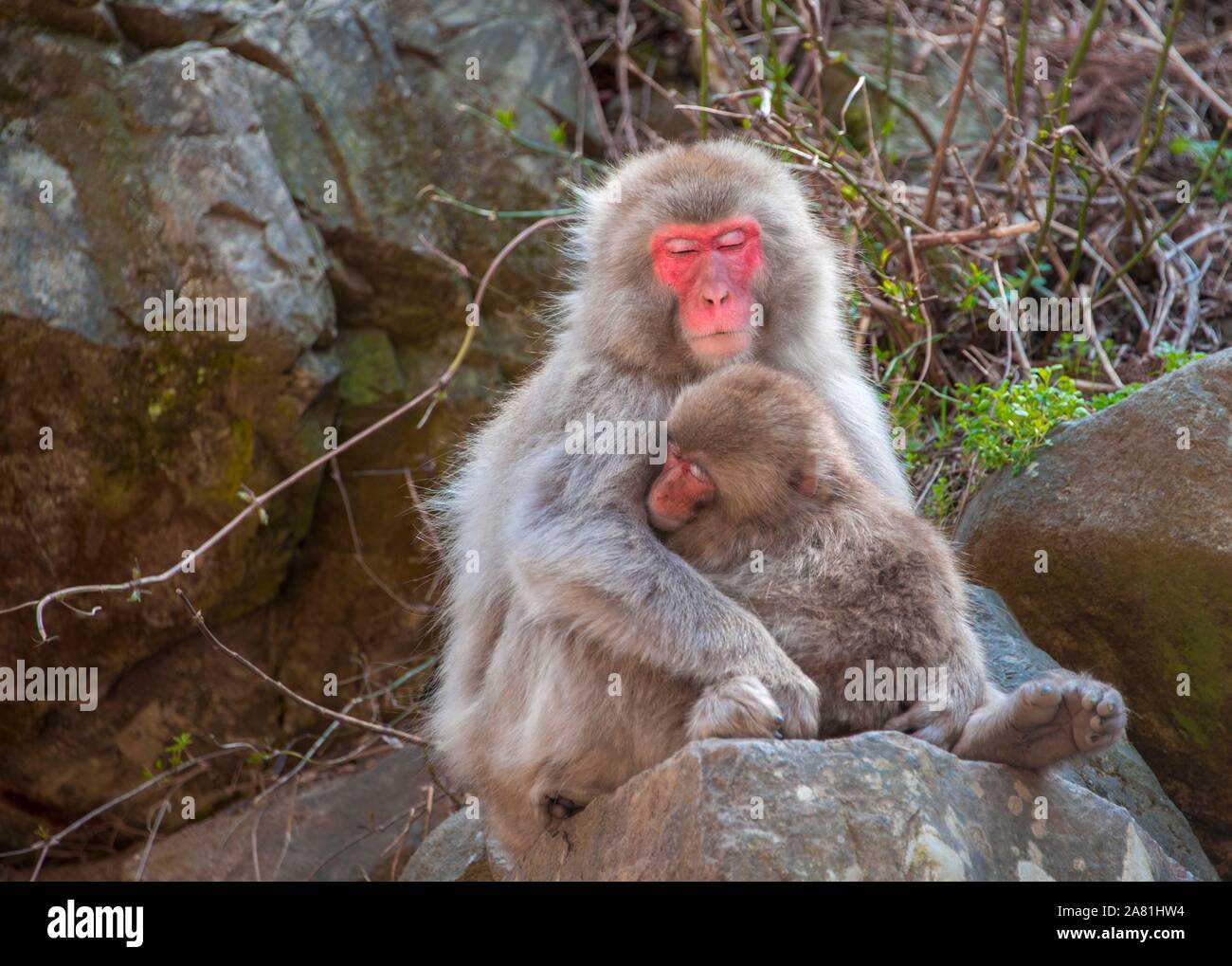 Macaque giapponese (Macaca fuscata), madre di coccole con il giovane animale, dormire, si siede su una roccia, Yamanochi, Prefettura di Nagano, isola di Honshu, Giappone Foto Stock