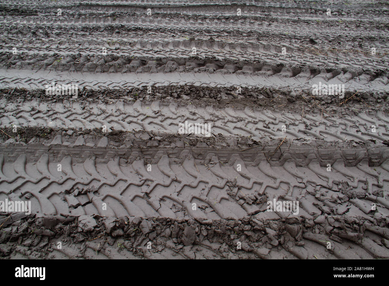 Dopo il raccolto, tracce di pneumatici di macchine pesanti nel fango Foto Stock
