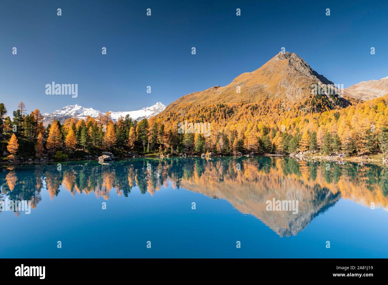 In autunno la foresta di larici riflessa nel Lago di Saoseao, Piz Varuna e Piz Palu sul retro, Engadina, Canton Grigioni, Svizzera Foto Stock
