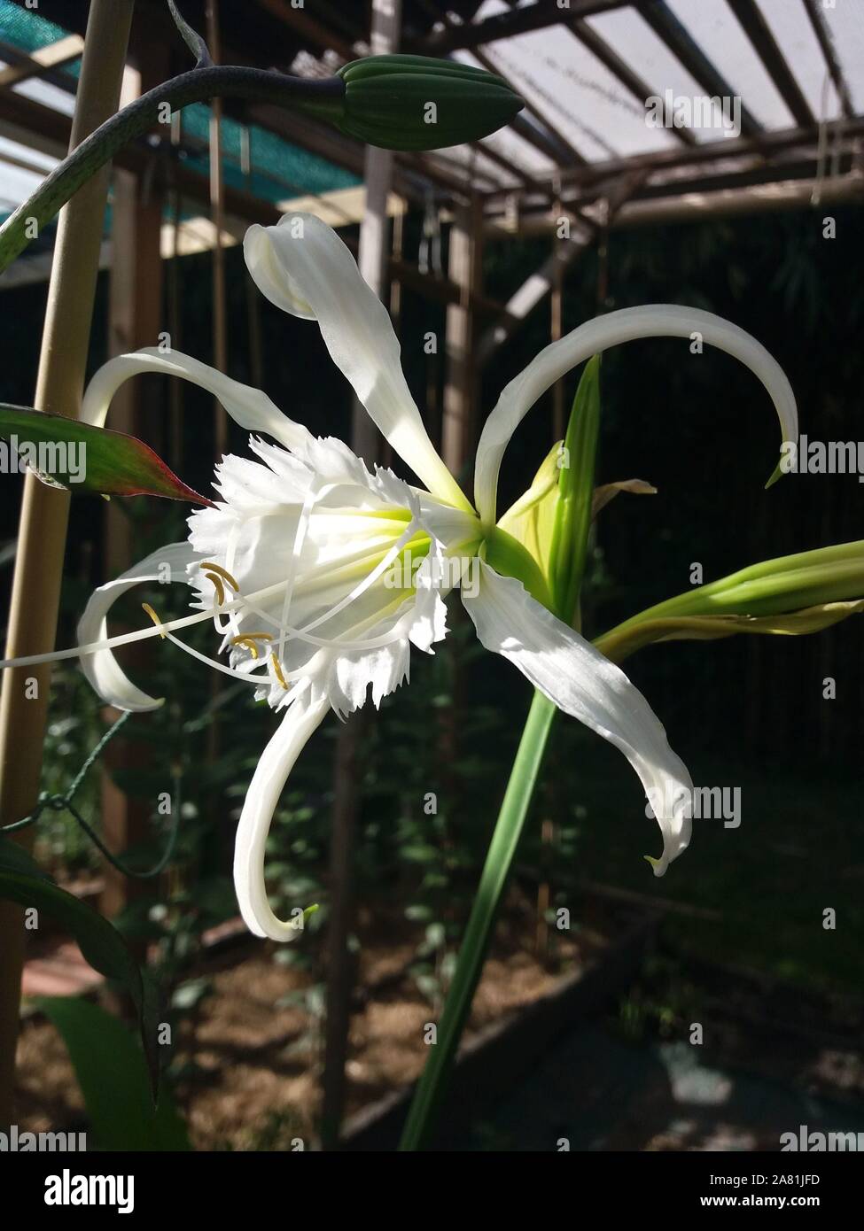 AGRONOM Bulbi Gladioli MICHELLE - 7 Bulbi Fiori Rossi Perenni Per Aiuole E Vasi, Ideali Per Bouquet - Foto 9