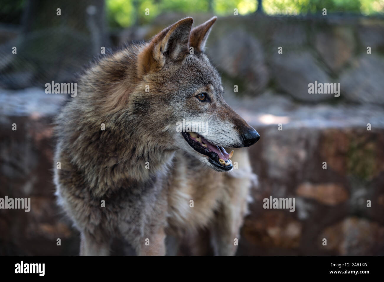 Lupo grigio, bella e animale forte, con triste occhi marroni. e la bih pelliccia. Foto Stock