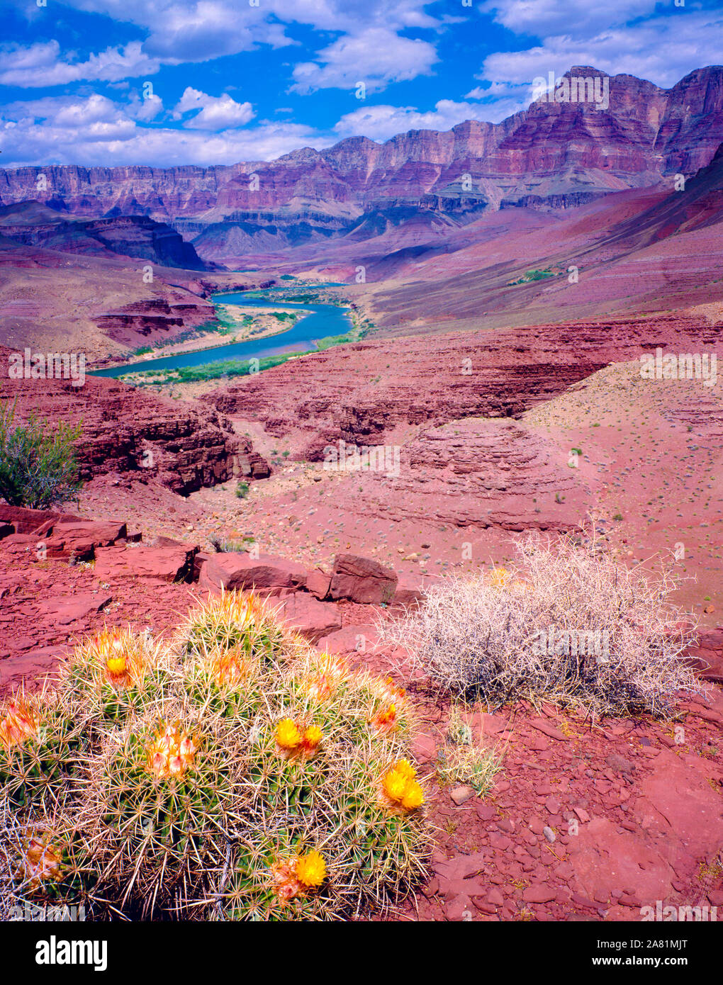Il Cactus e il Fiume Colorado e il Grand Canyon National Park, Arizona, Forno appartamenti, Hilltop rovina Foto Stock