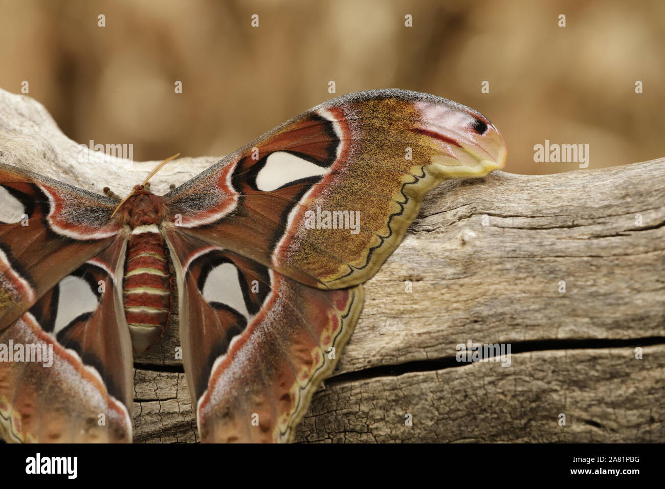 Attacus atlas farfalla o atlas butterfly è la più grande farfalla in tutto il mondo. Per proteggere se stessa ha figure sulle sue ali cercando come serpenti Foto Stock