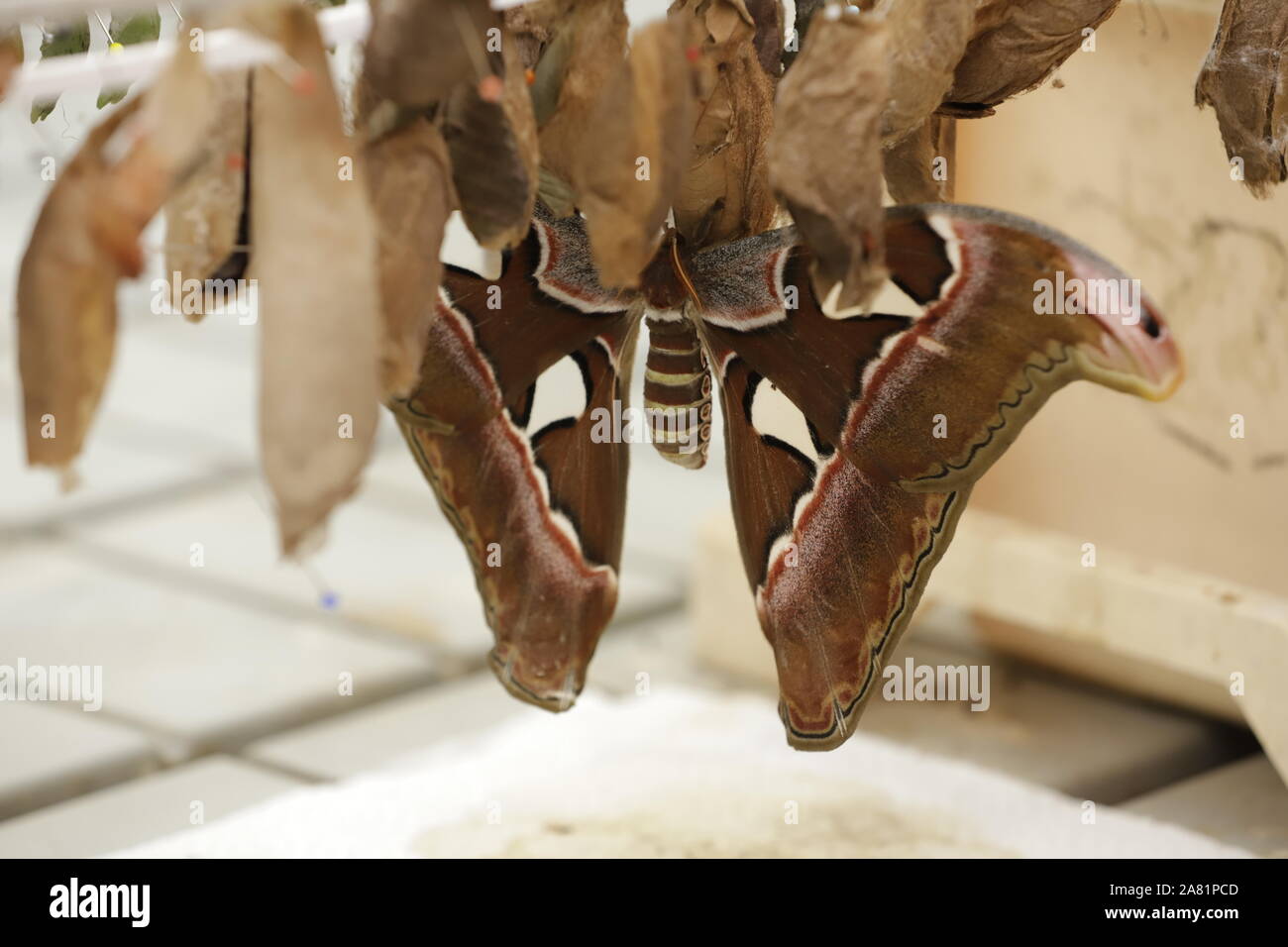 Attacus atlas farfalla o atlas butterfly è la più grande farfalla in tutto il mondo. Per proteggere se stessa ha figure sulle sue ali cercando come serpenti Foto Stock