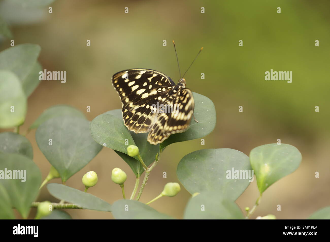 Lexius pardalis o comuni o arciduca butterfly, bellissime creature dalla natura Foto Stock