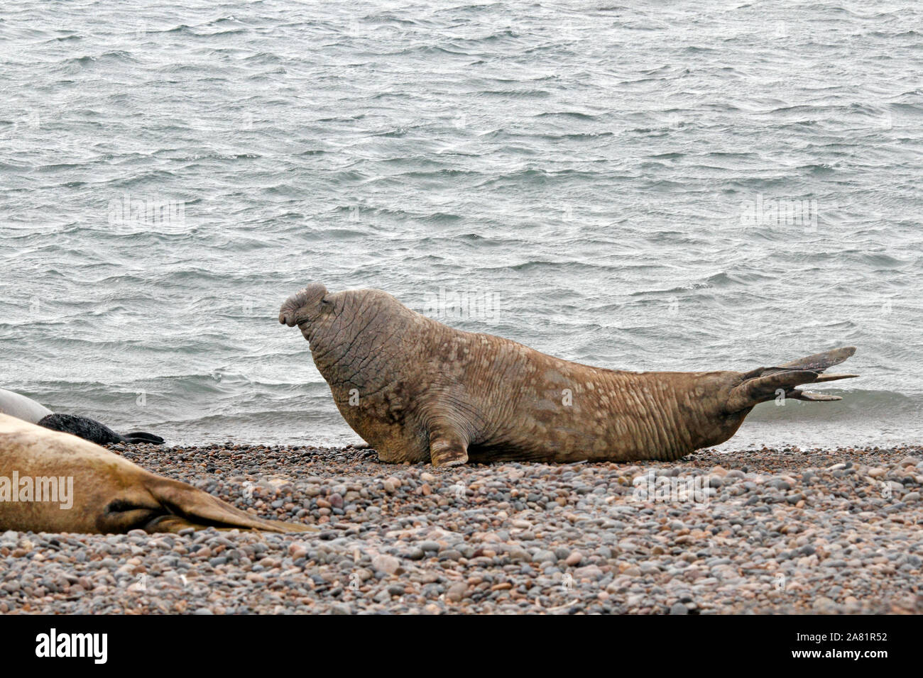 Le guarnizioni di tenuta dell'Elefante, la Penisola Valdes, Chubut provincia, Argentina, Patagonia, Foto Stock