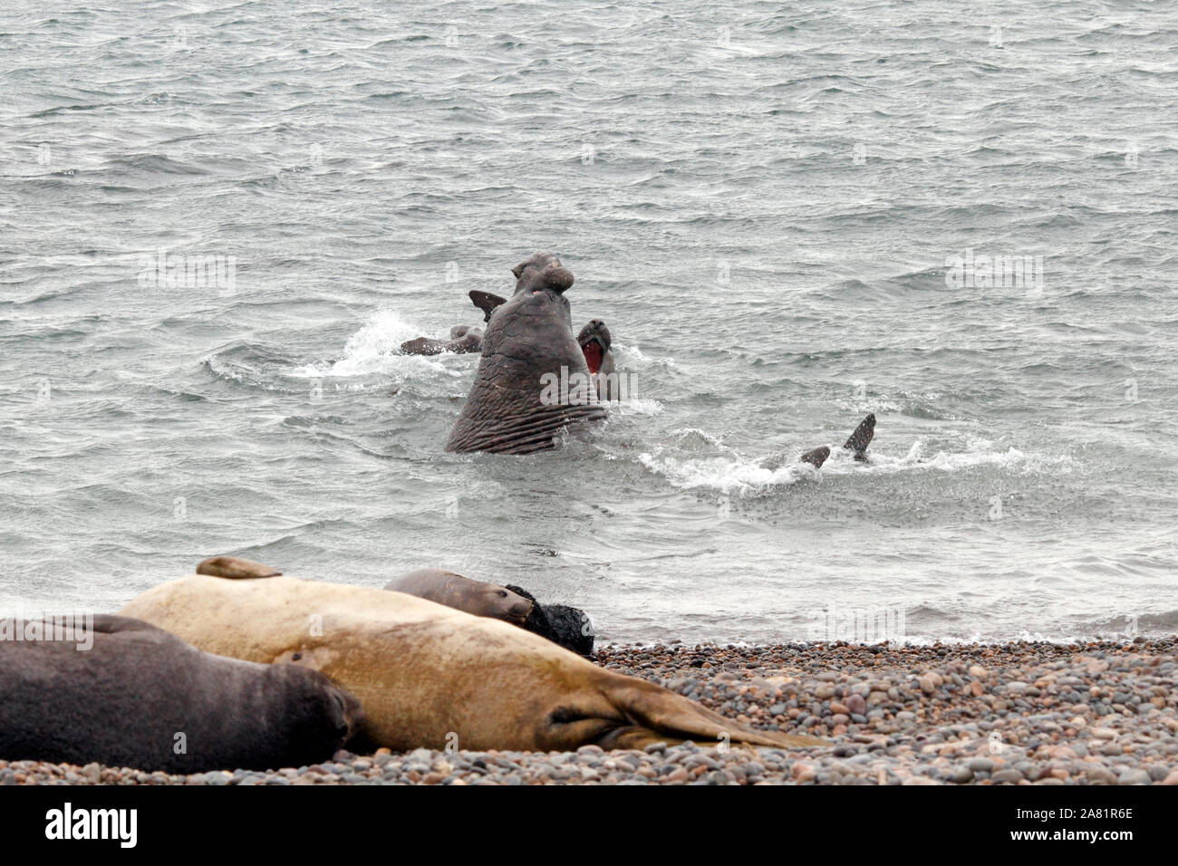 Sessualmente maschio maturo di foche elefanti combattono in acqua e Penisola Valdes, Chubut provincia, Argentina, Patagonia, Foto Stock