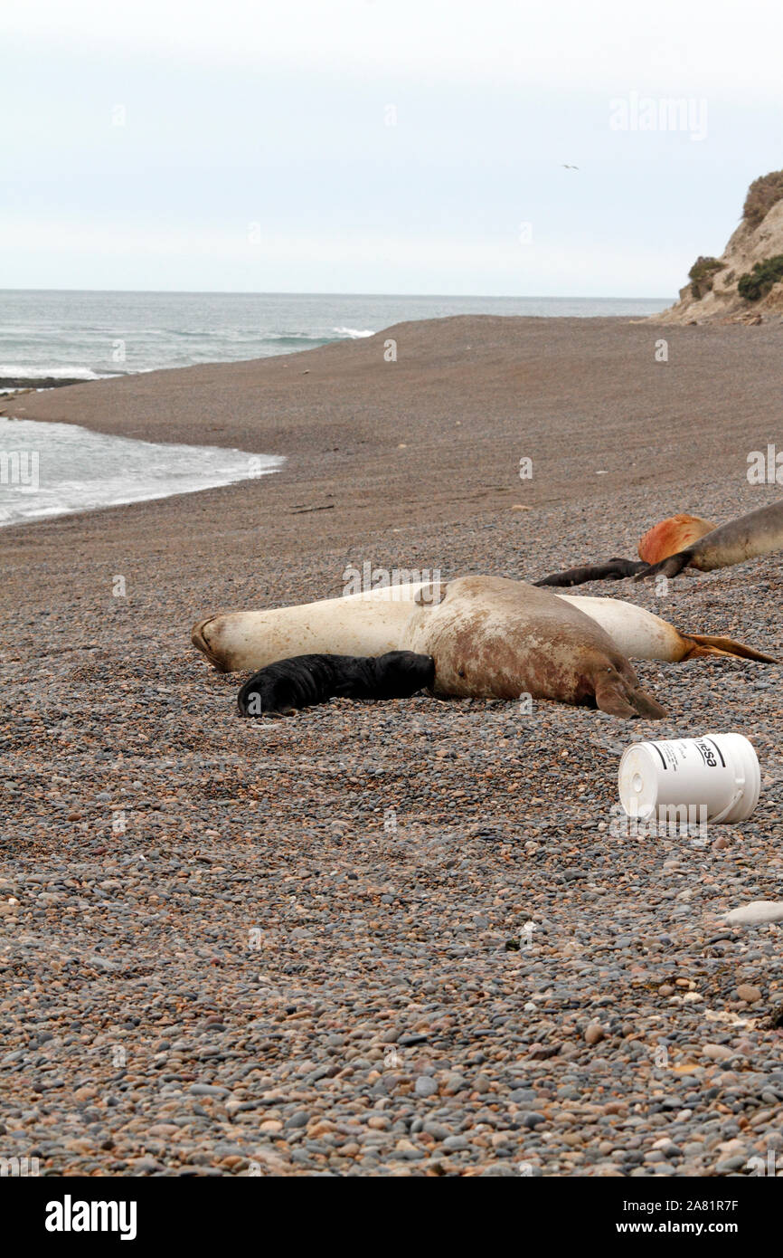 Le guarnizioni di tenuta dell'Elefante, la Penisola Valdes, Chubut provincia, Argentina, Patagonia, Foto Stock