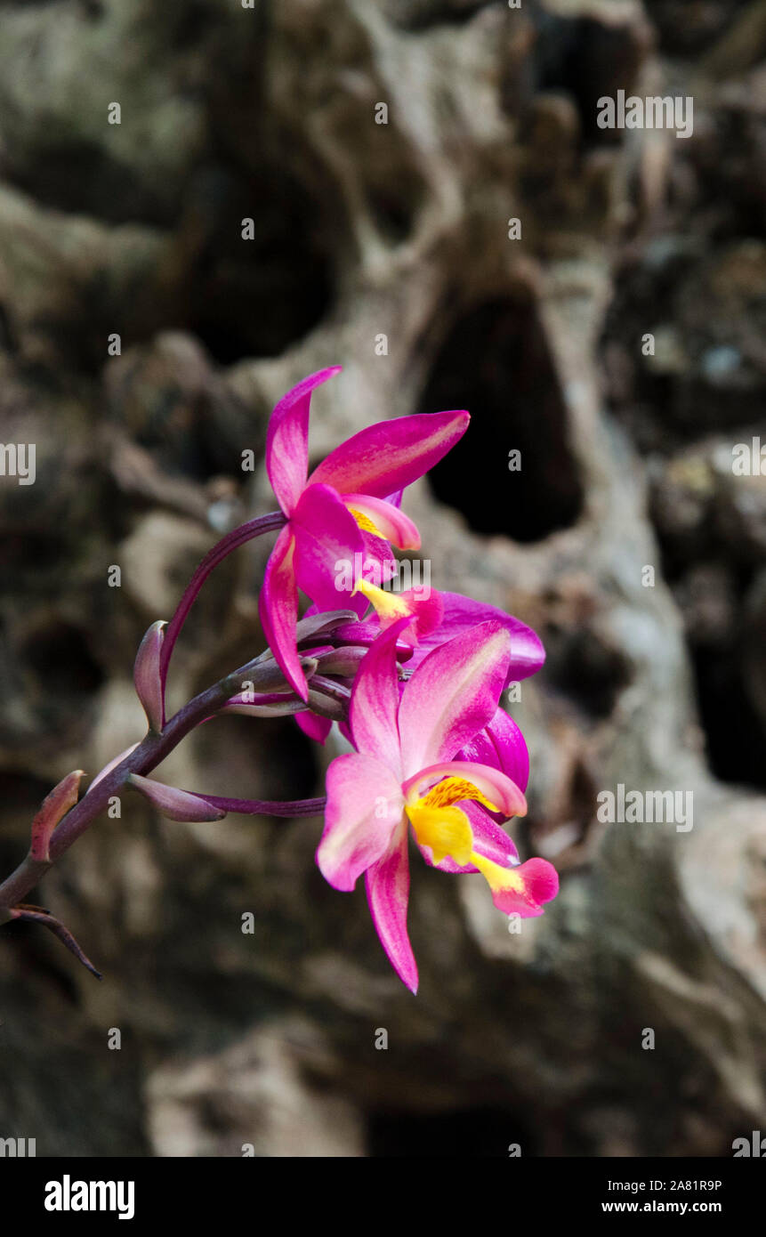 Spathoglottis Plicata orchid, una bella e vivace fiore tropicale, in un ambiente naturale Foto Stock