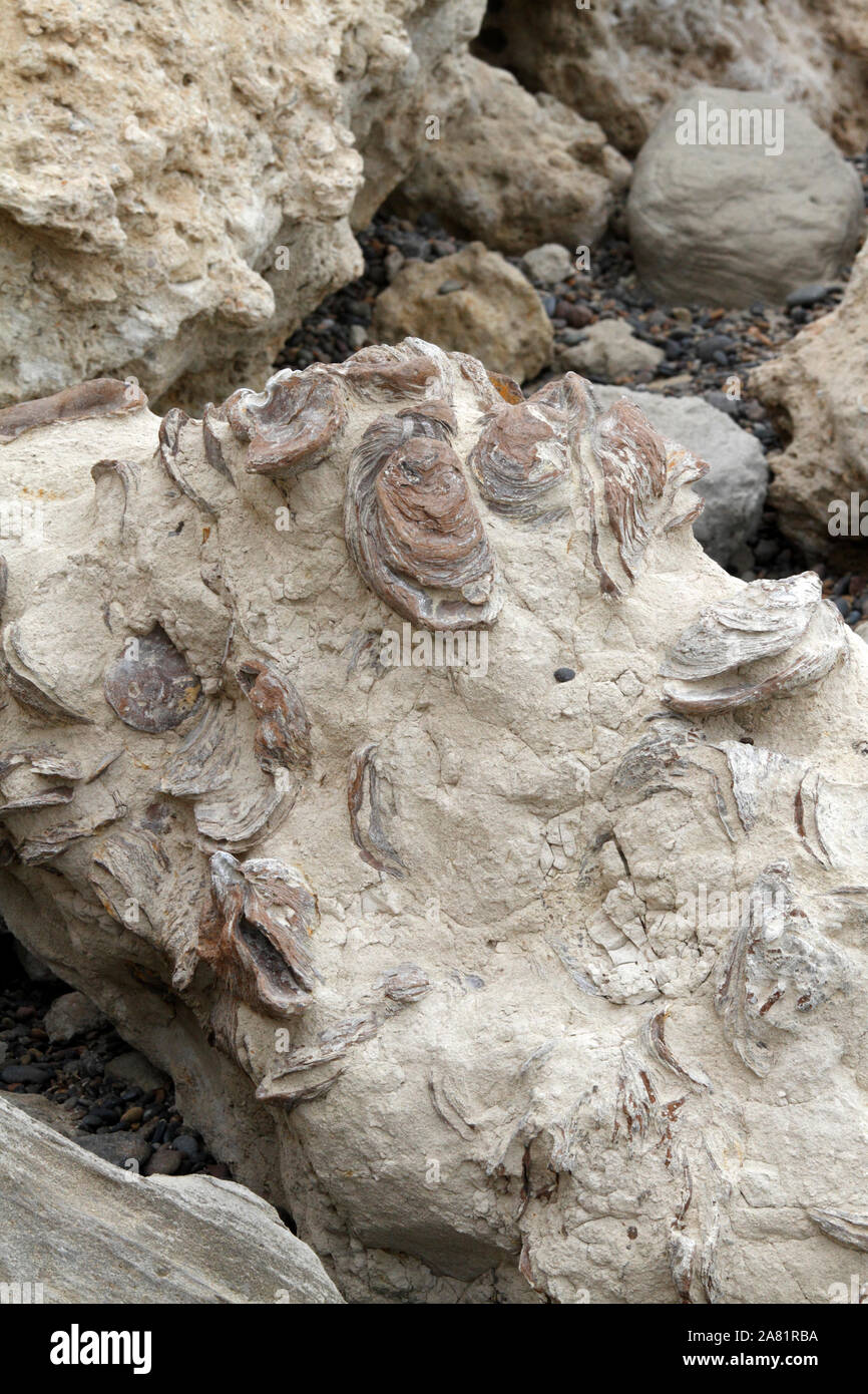 Fossili in rocce sedimentarie, Punta Ninfas, Patagonia Foto Stock