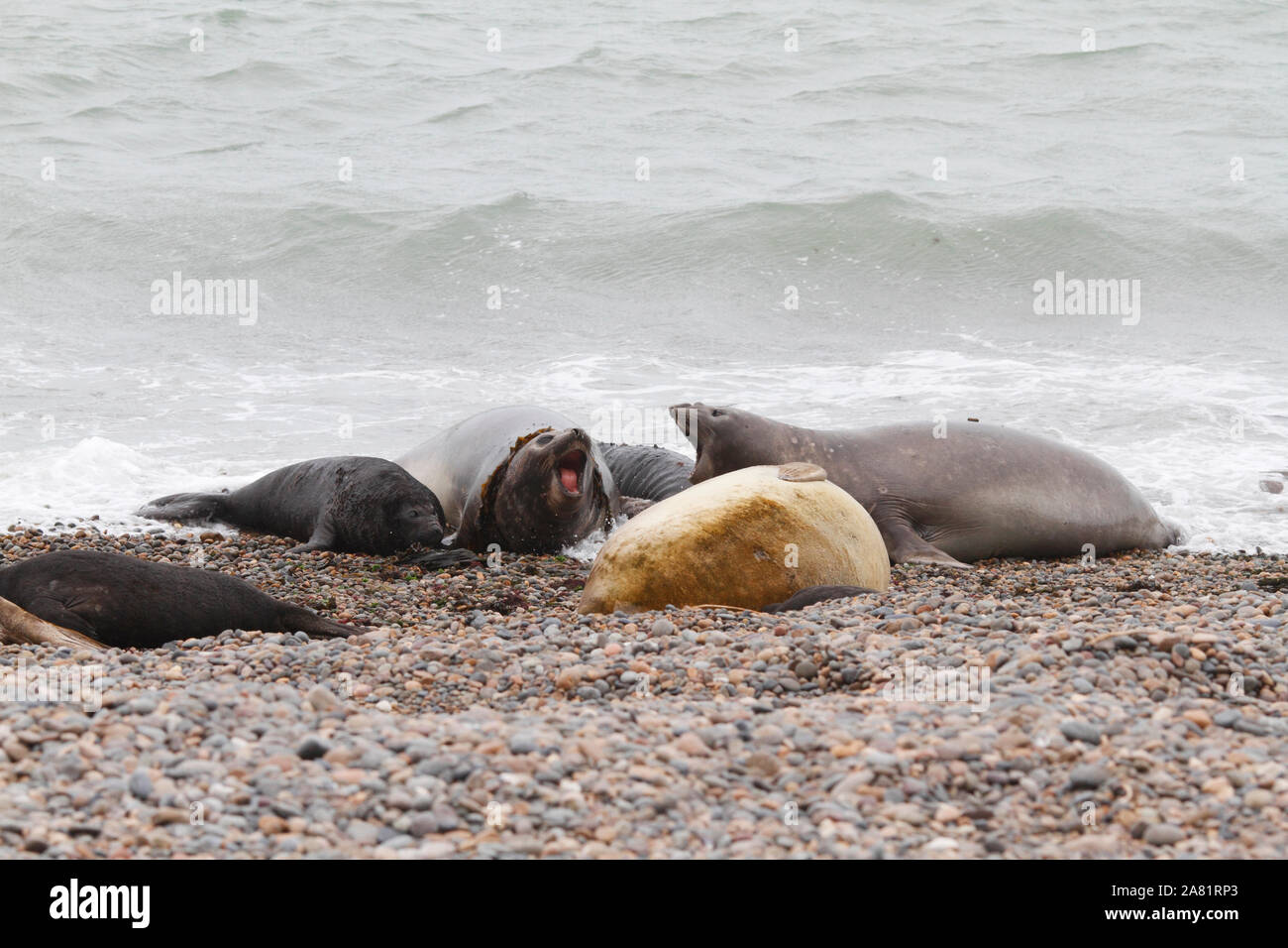 Le guarnizioni di tenuta dell'Elefante, la Penisola Valdes, Chubut provincia, Argentina, Patagonia, Foto Stock