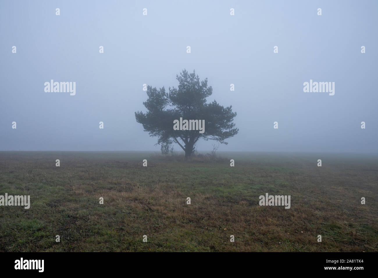 Albero solitario su una collina durante la nebbia in monti Bieszczady. La Polonia, Europa Foto Stock