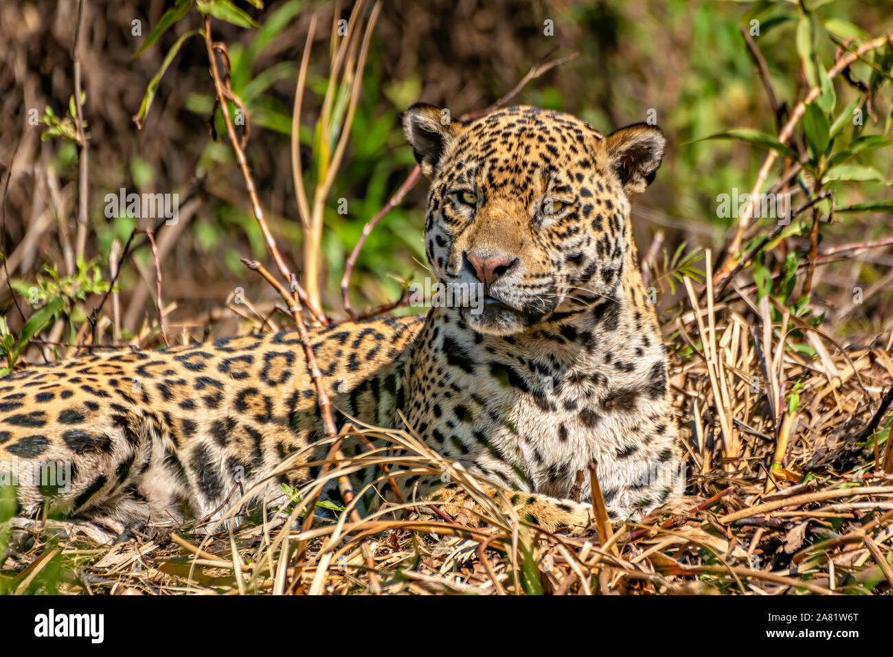 Jaguar #9 Foto Stock
