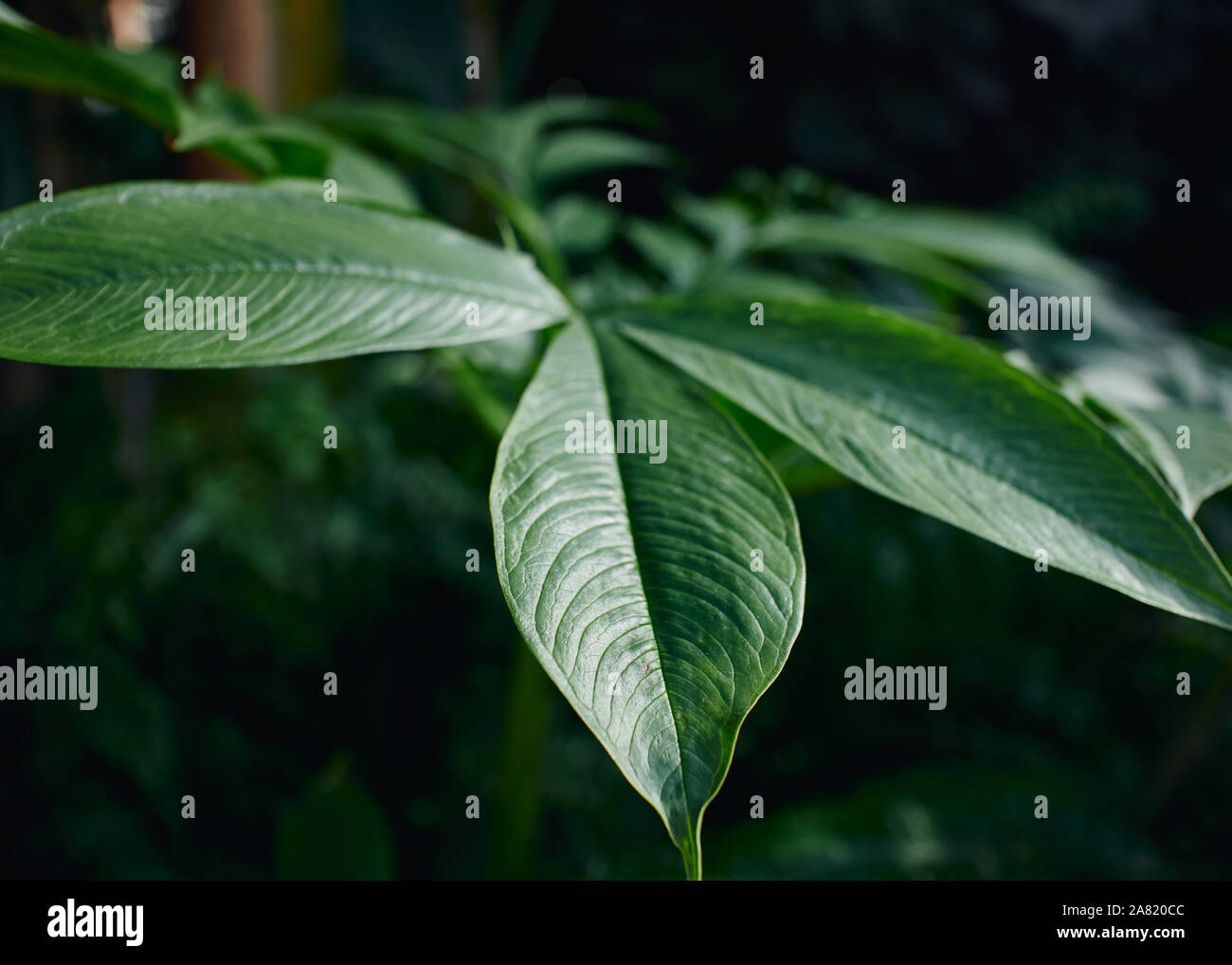 Bella e verde, lucide foglie Araceae. Foto Stock