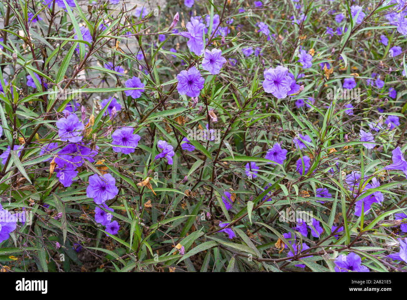 Ruellia simplex o Britton della petunia selvatico con fiori viola Foto Stock