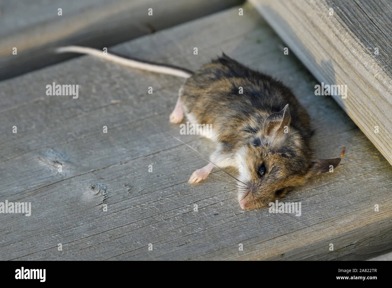 Il corpo di un campo morto mouse giacente su una passerella vicino a Hinton Alberta Canada. Foto Stock