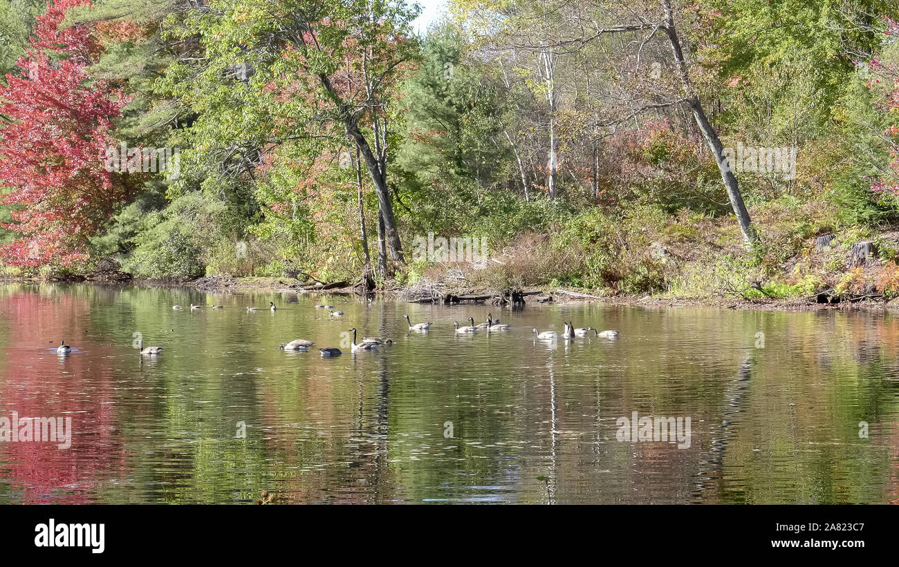 Oche del Canada su un laghetto con colori autunnali nei pressi di Todd lago nel New Hampshire Foto Stock