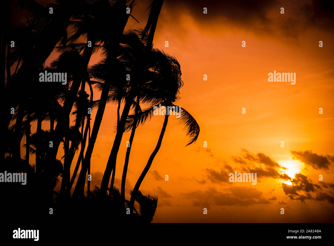 Silhouette di palme con un sunrise dietro Foto Stock