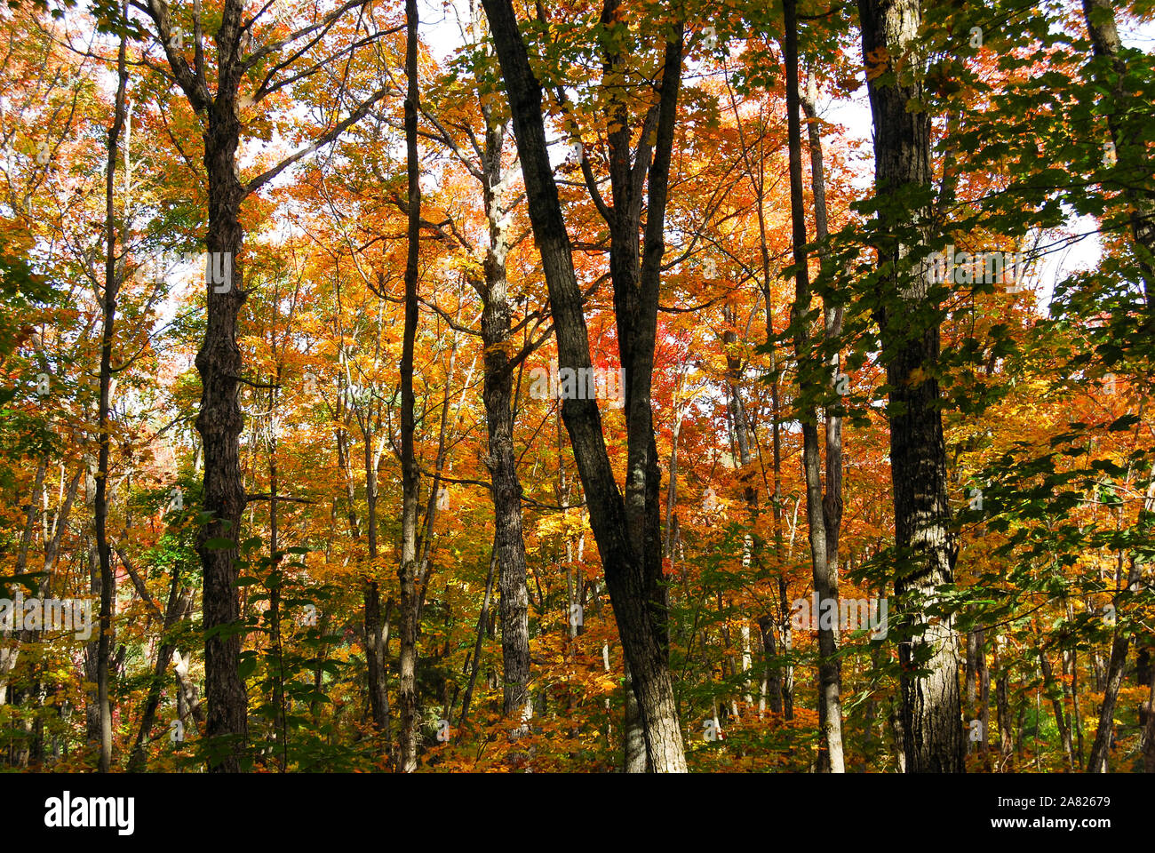 Estate Indiana in un lago di Algonquin Provincial Park vicino a Toronto in autunno, Canada Foto Stock