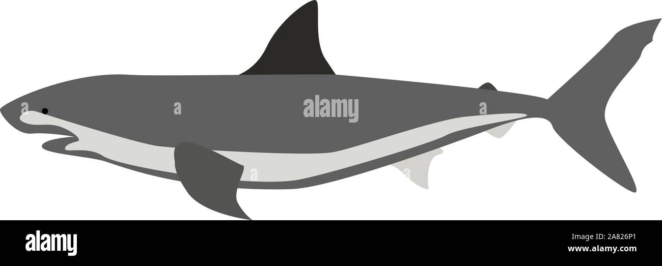 Squalo, illustrazione, vettore su sfondo bianco. Illustrazione Vettoriale
