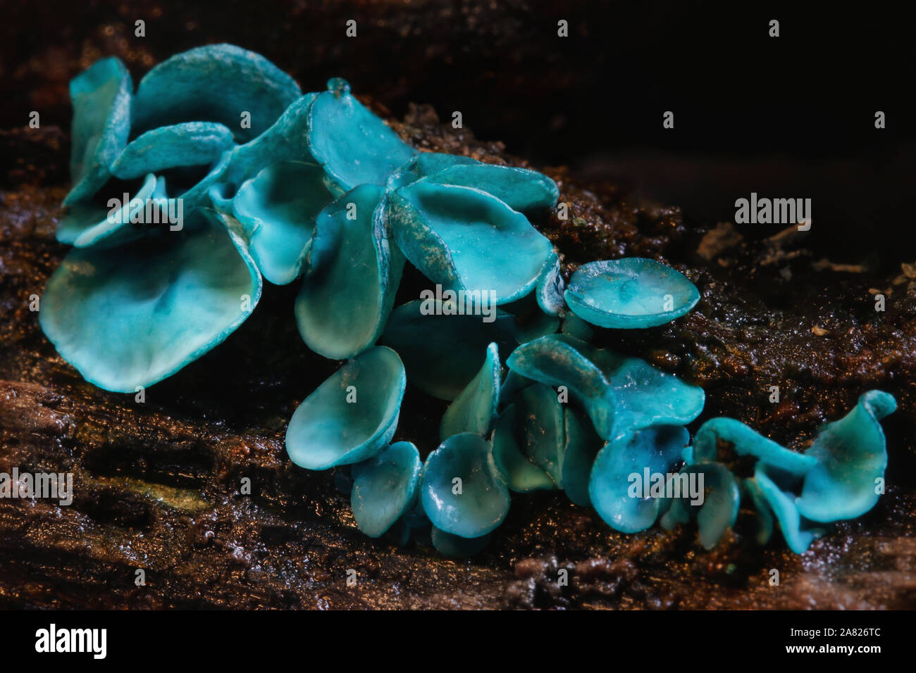 Macro Immagine di coloratissimi fungo Chlorocyboria aurigenescens - La Verde Elf Cup. Foto Stock