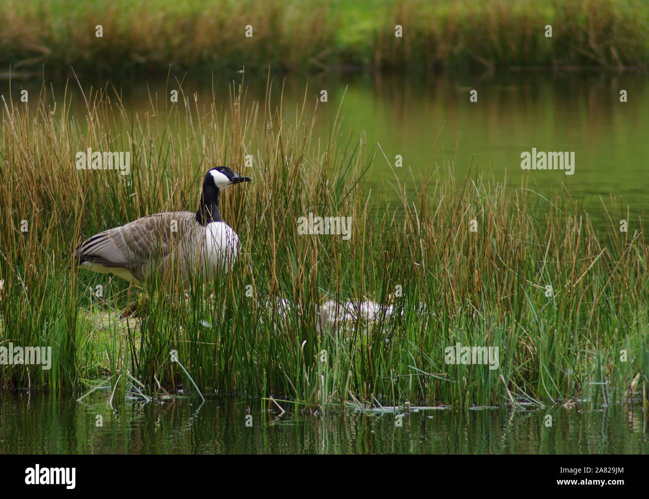 Nidificazione di coppia di Oche del Canada con Goslings a Bwlch Nant Yr Arian, rosso centro kite. Essi sono stati nidificazione vicino all'aquilone rosso stazione di alimentazione. Foto Stock