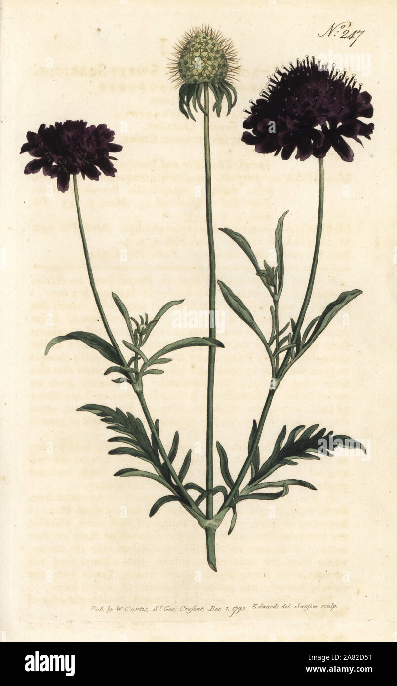 Dolce scabious, Scabiosa atropurpurea. Handcolored incisione su rame da Sansom dopo una illustrazione da Sydenham Edwards rom William Curtis' rivista botanica, Londra, 1793. Foto Stock