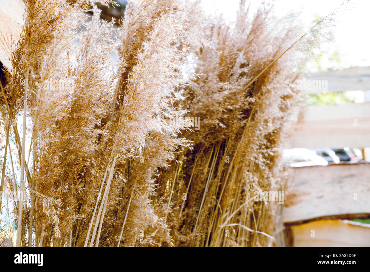 Frumento - un mazzo di fiori secchi di spikelets di grano essiccato. Grani sul ramo. Foto Stock