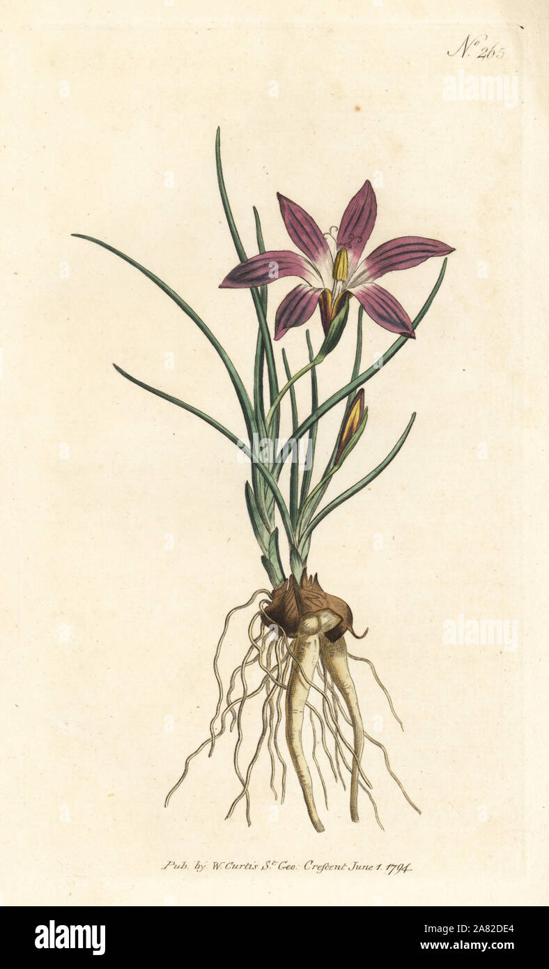 Romulea bulbocodium (Crocus-leav'd ixia, Ixia bulbocodium). Handcolored incisione su rame da William Curtis' rivista botanica, Londra, 1794. Foto Stock